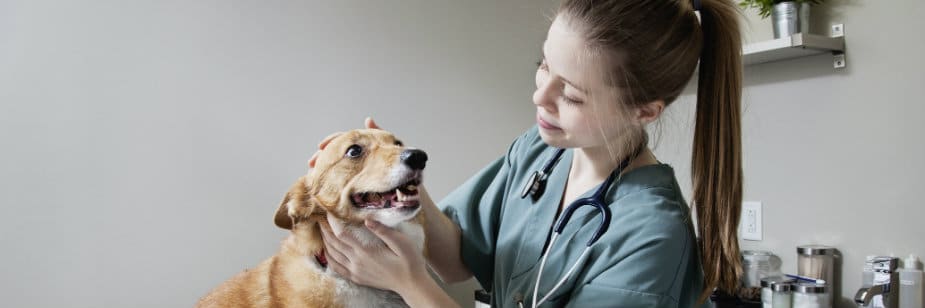 estudante de medicina veterinária