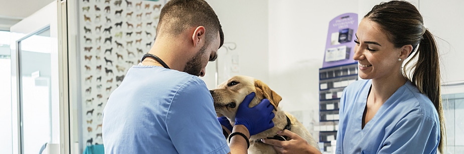 medicina veterinária