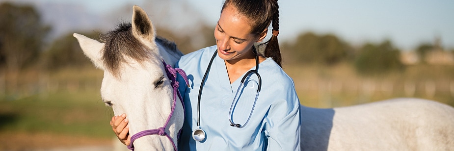 mercado de trabalho veterinária
