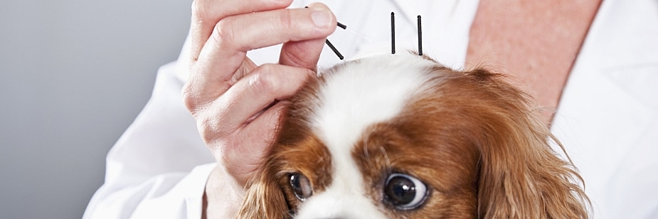 medicina veterinária especialização