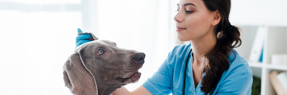 faculdade de veterinária quantos anos