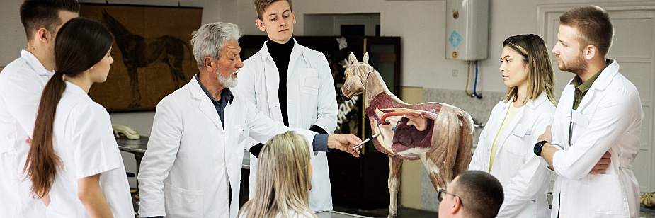 Bolsa Medicina Veterinária