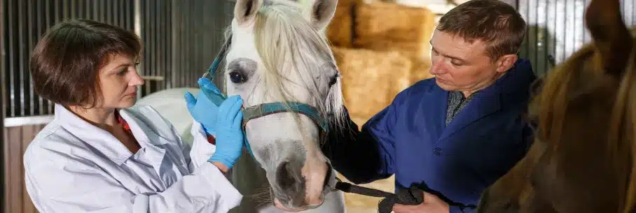 peritos examinando cavalo