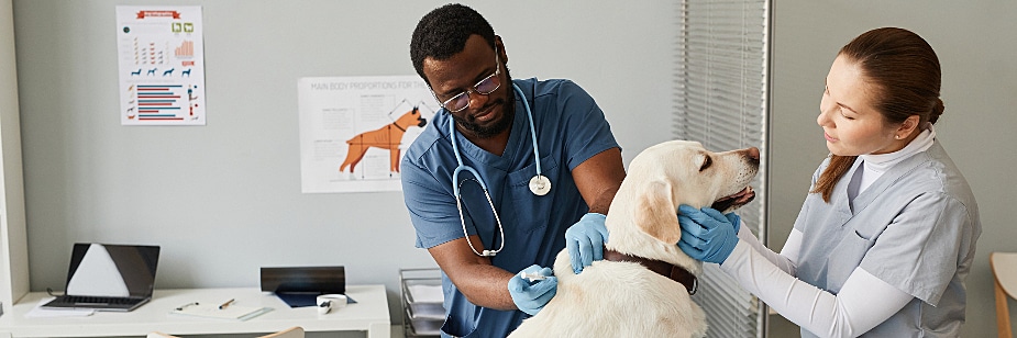 tipos de veterinária