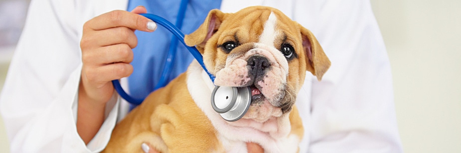 gastroenterologia veterinária