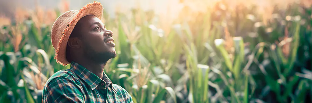 Homem com chapéu em plantação de milho